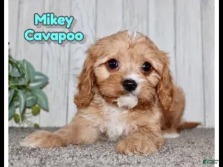 Cavapoo dogs Mikey - Ad 2