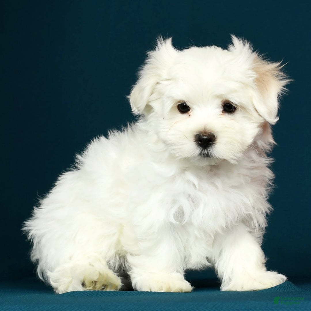 Maltese dogs for sale: Mason - Ad 8