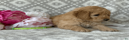 Goldendoodle dogs for sale: Iris - Ad 5