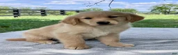 Golden Retriever dogs for sale: Daisy - Ad 3