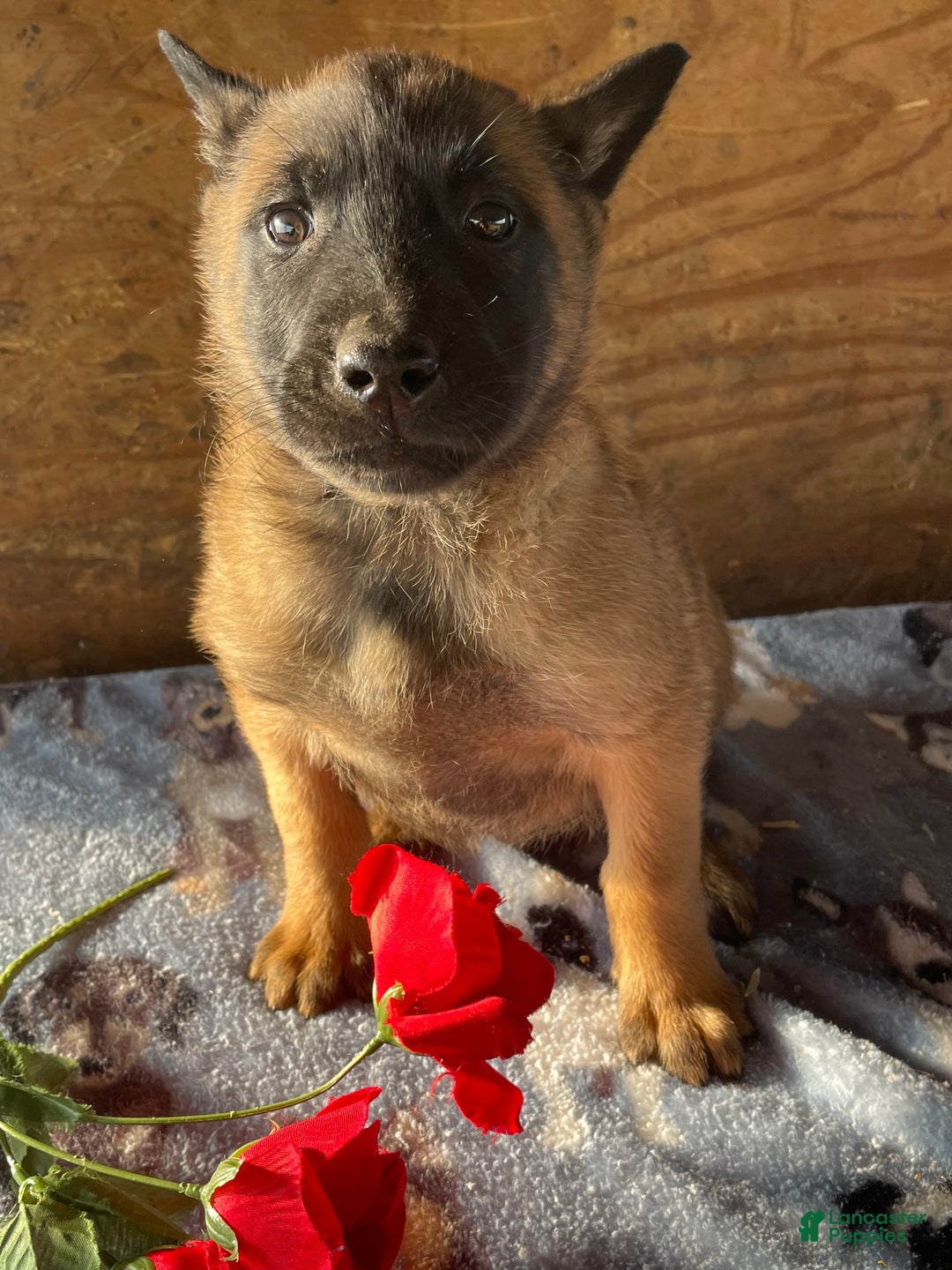 Belgian Malinois dogs for sale: Rex - Ad 2