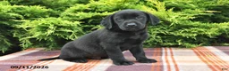 Labrador Retriever dogs for sale: Kash - Ad 1