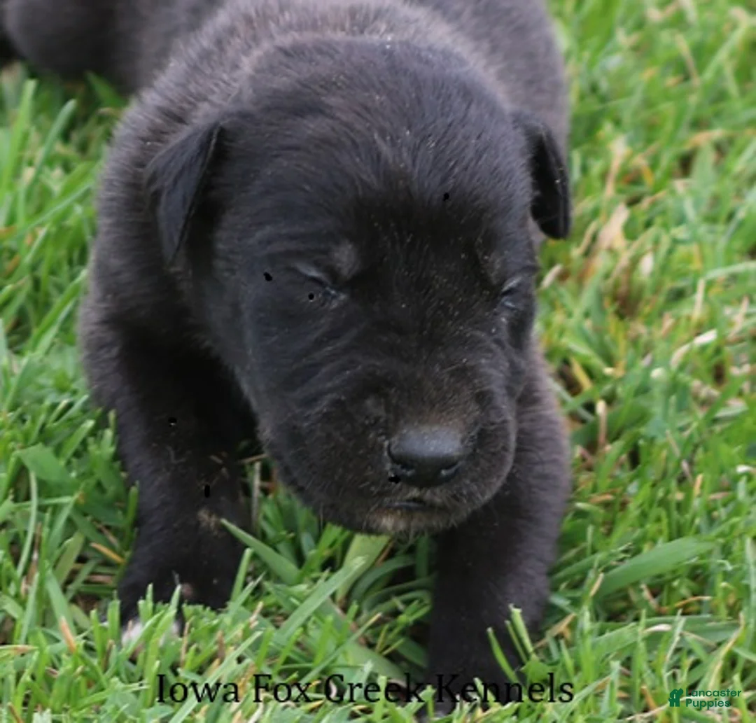 Great Dane dogs for sale: Maverick - Ad 1