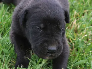 Great Dane dogs Maverick - Ad 7