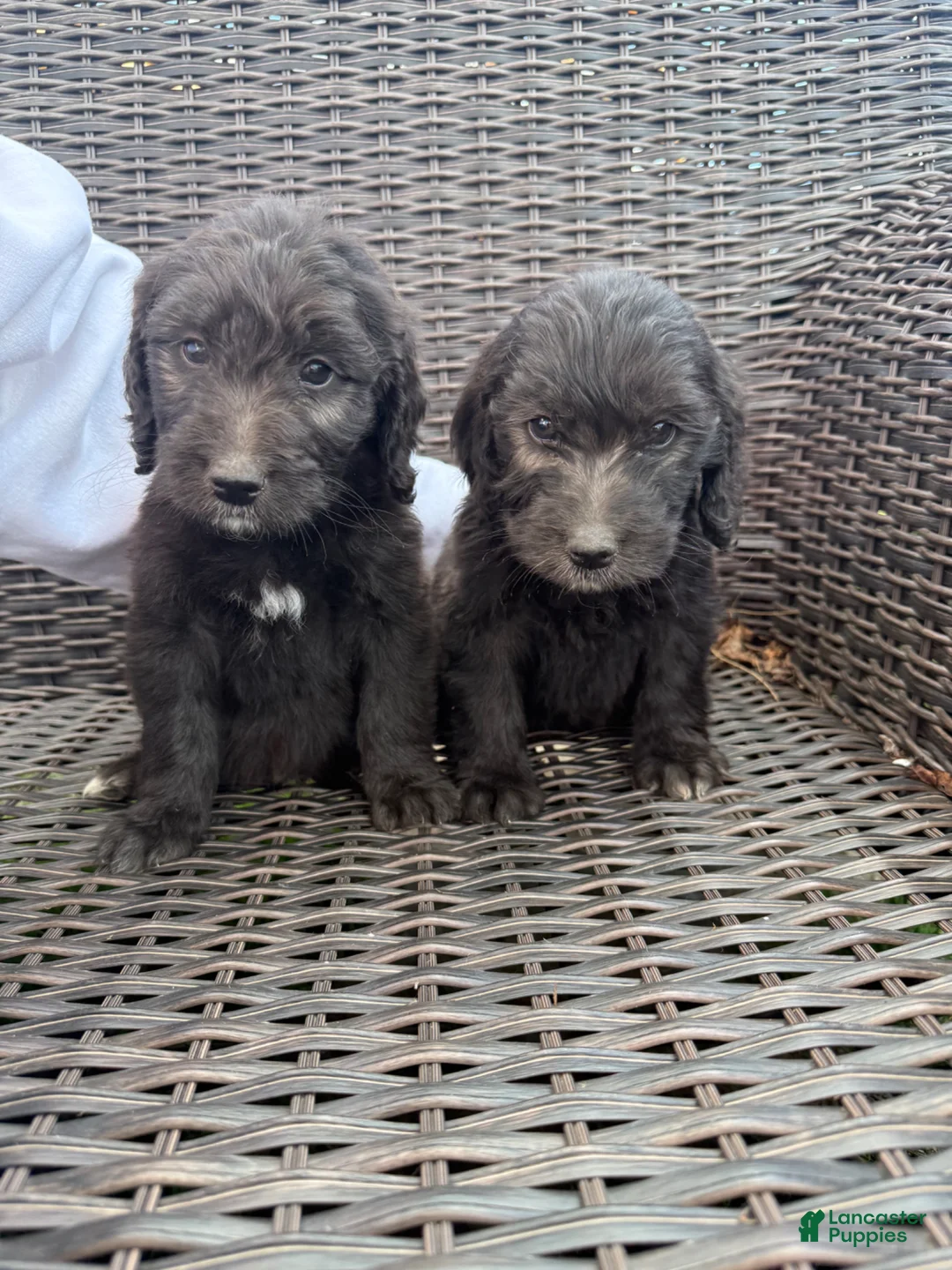 Goldendoodle dogs for sale: Goldendoodle Puppy 2 - Ad 9