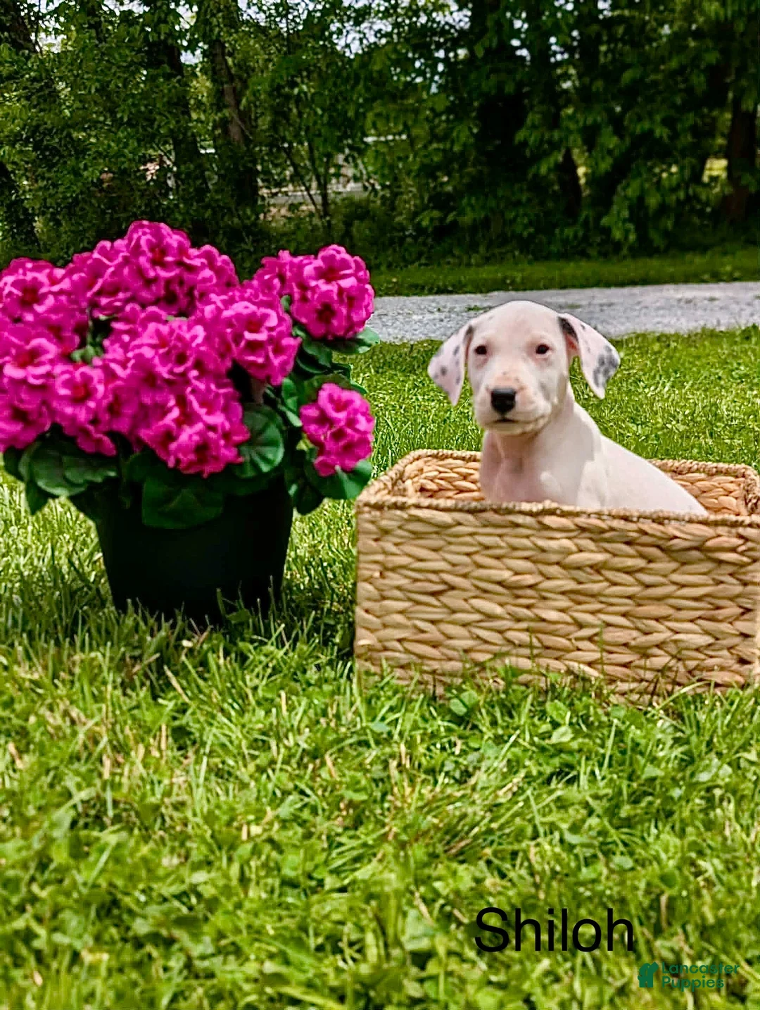 Mixed Breed dogs for sale: Shiloh - Ad 2