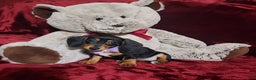 Miniature Dachshund dogs for sale: BAYLEE - Ad 4