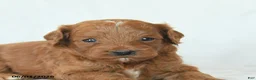 Cavapoo dogs for sale: Hickory - Ad 5