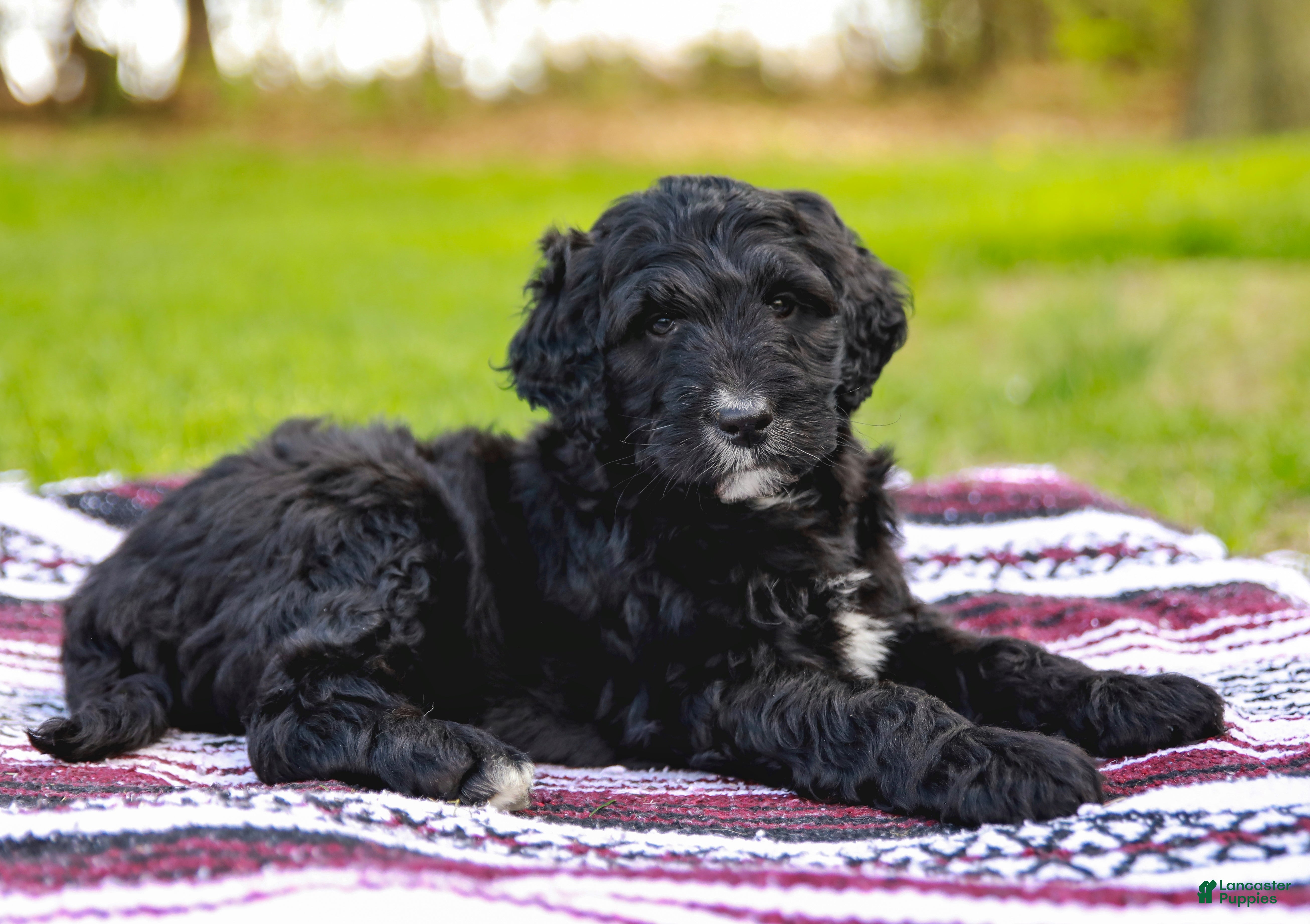 Aussiedoodle dogs Marshall Standard - Ad 2