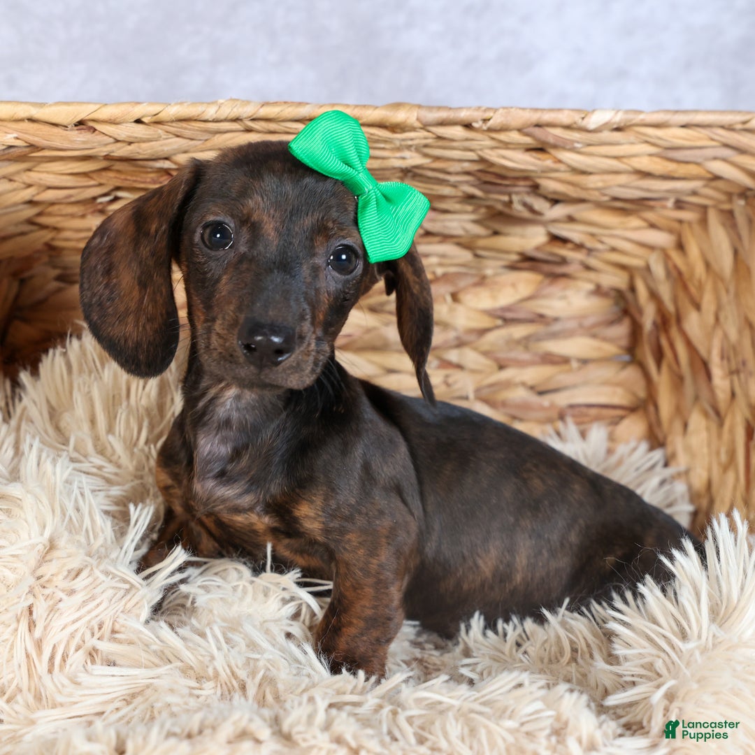 Miniature Dachshund dogs for sale: Fletcher - Ad 16