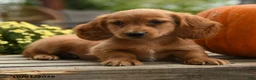 Dachshund dogs for sale: Hubert - Ad 5