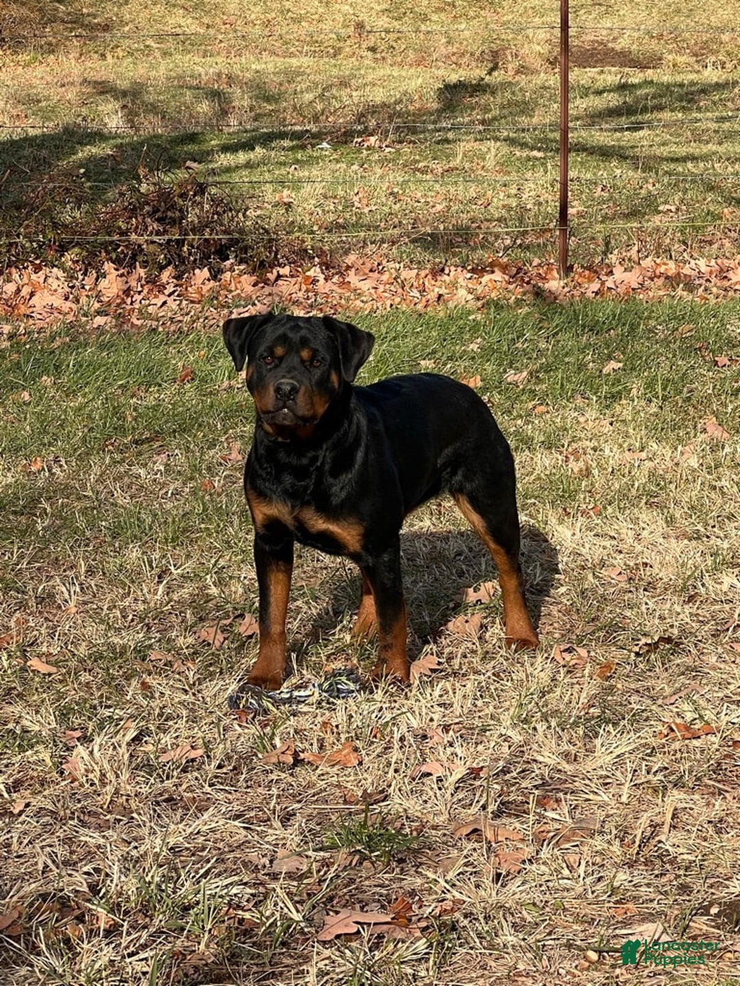 Gallery Image {{count}}