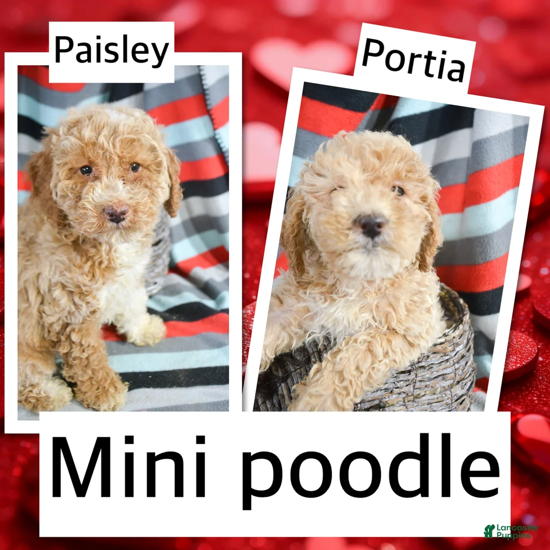 Miniature Poodle dogs for sale: Miniature Poodle Puppy 1 Perry - Ad 9