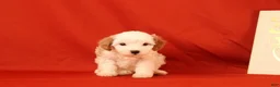 Cavapoo dogs for sale: Goergina - Ad 3