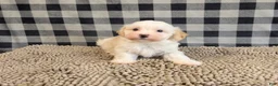 Havanese dogs for sale: Hans - Ad 4