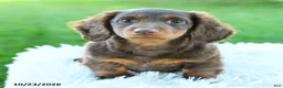 Miniature Dachshund dogs for sale: Brody - Ad 2