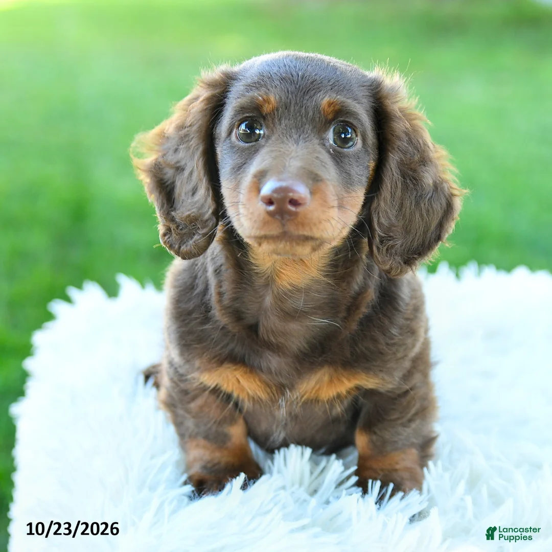 Miniature Dachshund dogs for sale: Brody - Ad 2
