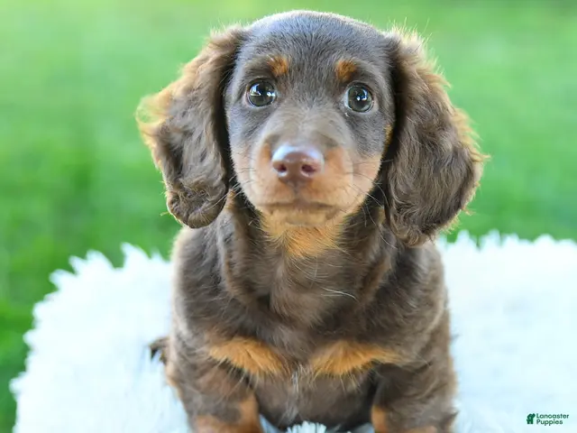 Miniature Dachshund dogs for sale: Brody - Ad 2
