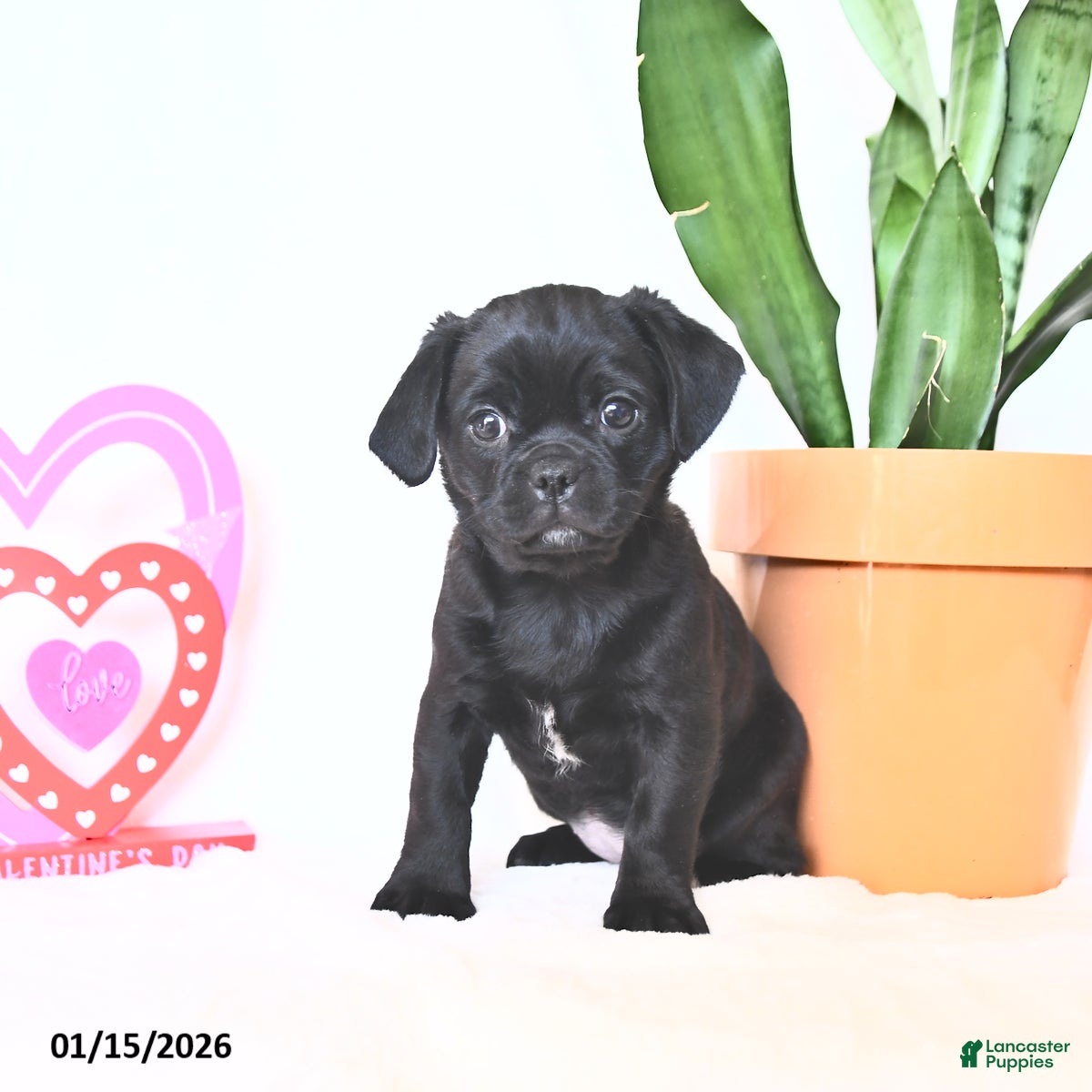 Mixed Breed dogs Ann - Ad 5