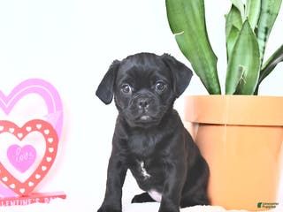 Mixed Breed dogs Ann - Ad 34