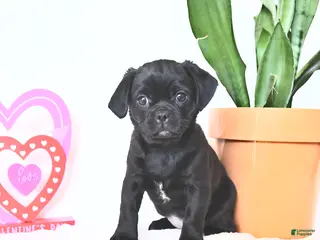 Mixed Breed dogs Ann - Ad 27