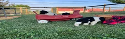 Newfoundland dogs for sale: Marcel❤️AKC Genetic Health Tested❤️Text to schedule a playdate - Ad 6