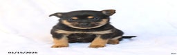 Mixed Breed dogs for sale: Kiki  - Ad 1