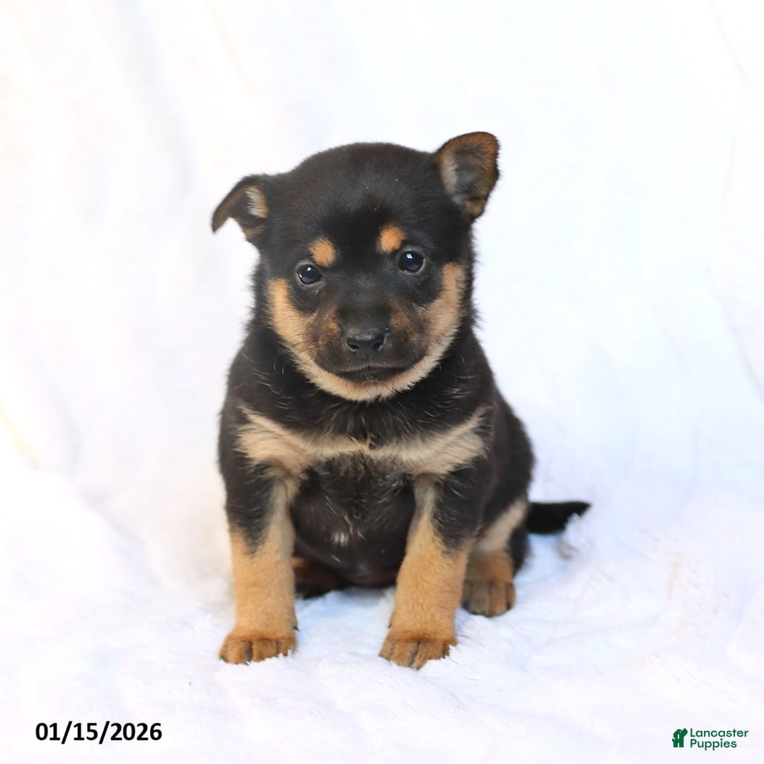 Mixed Breed dogs for sale: Kiki  - Ad 1
