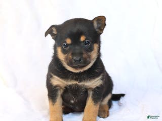 Mixed Breed dogs Kiki - Ad 14