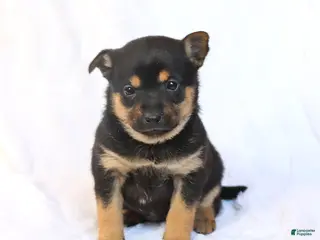 Mixed Breed dogs Kiki - Ad 8