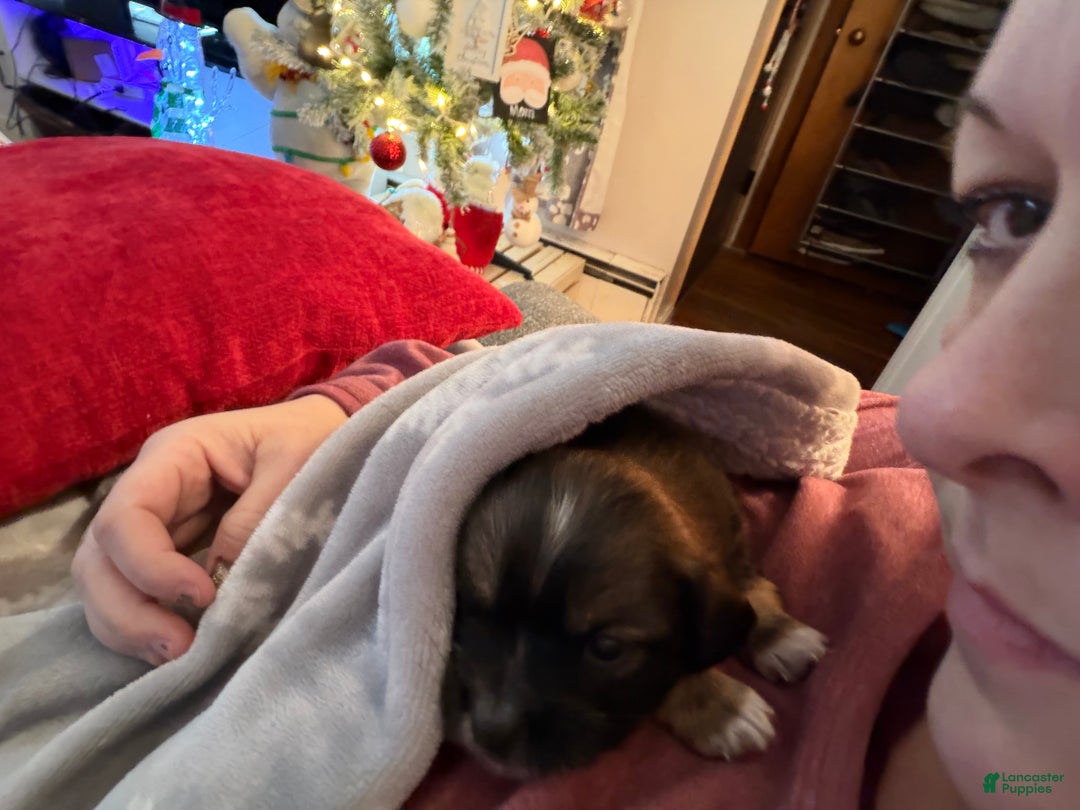 Chihuahua dogs for sale: Harold - Ad 3