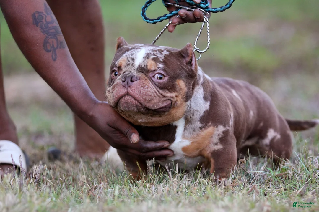 American Bully dogs for sale: Lilac Merle Female - Ad 5
