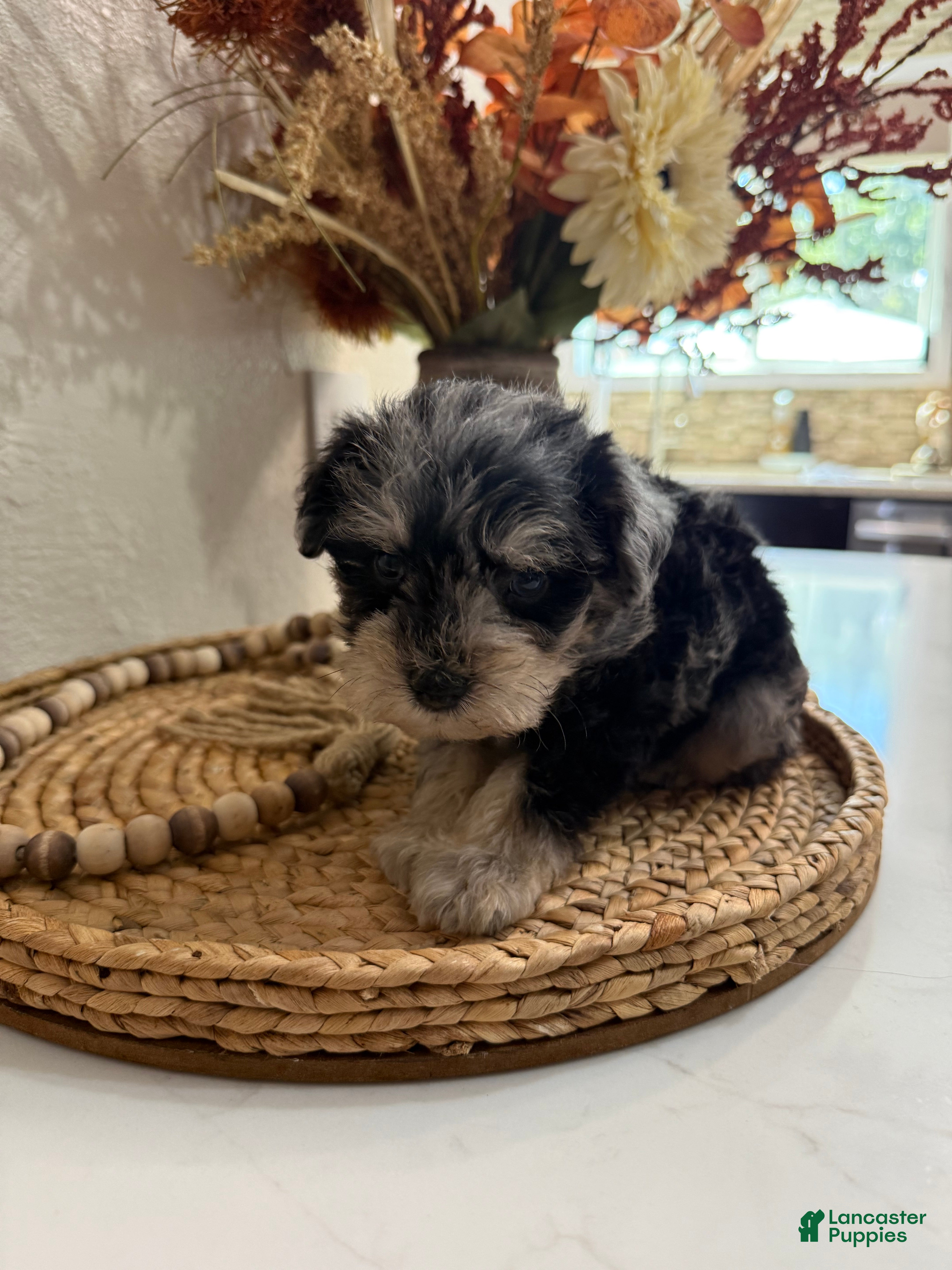 Miniature Schnauzer dogs Kiwi - Ad 29