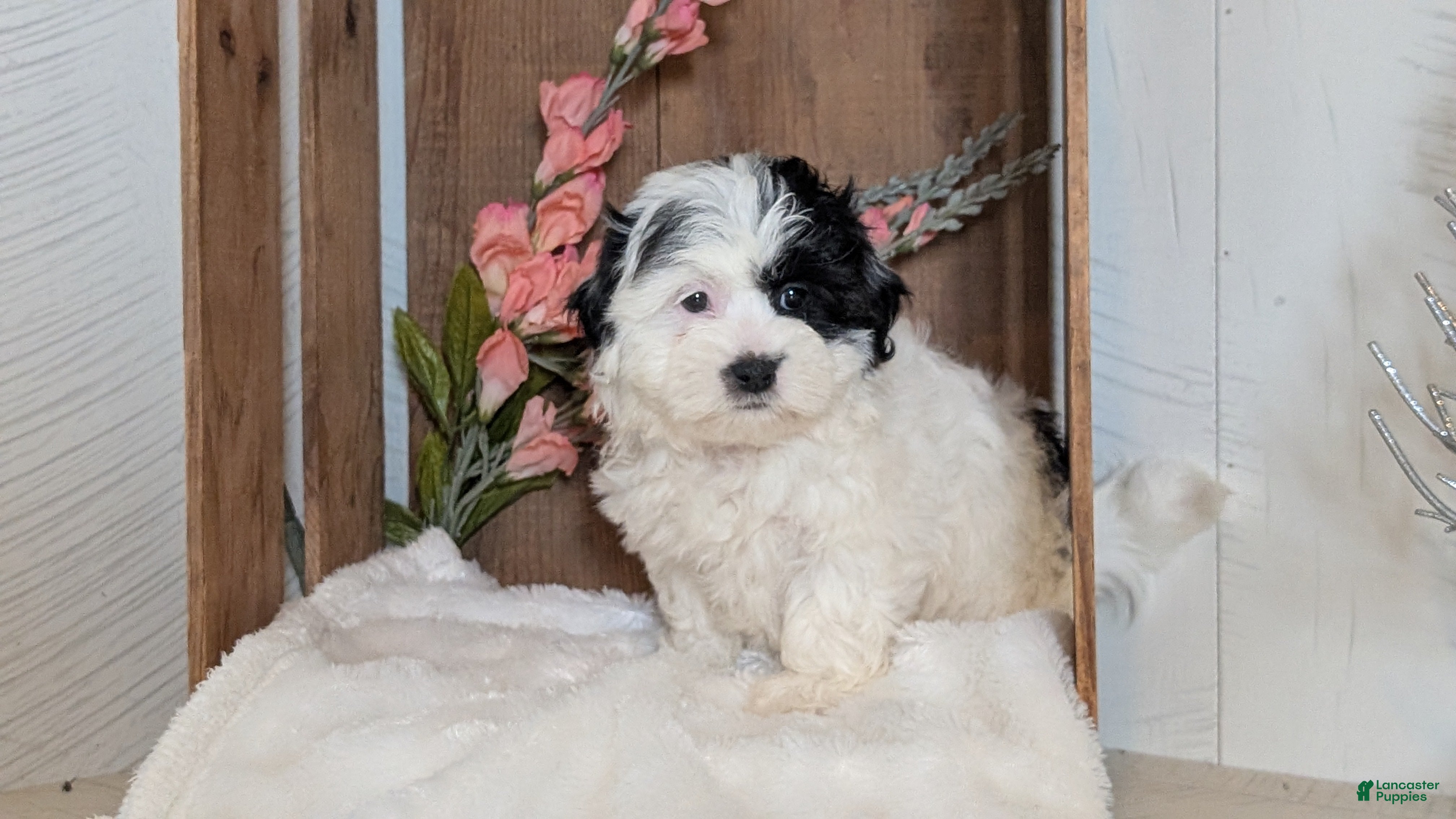 Teddy Bear dogs Gemma - Ad 2