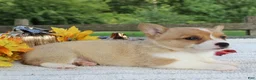 Welsh Corgi Pembroke dogs for sale: Sunny - Ad 3