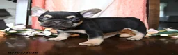 French Bulldog dogs for sale: Hadlee - Ad 4