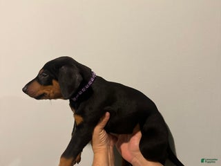 Doberman Pinscher dogs Doberman Pinscher Puppy 5 - Ad 26