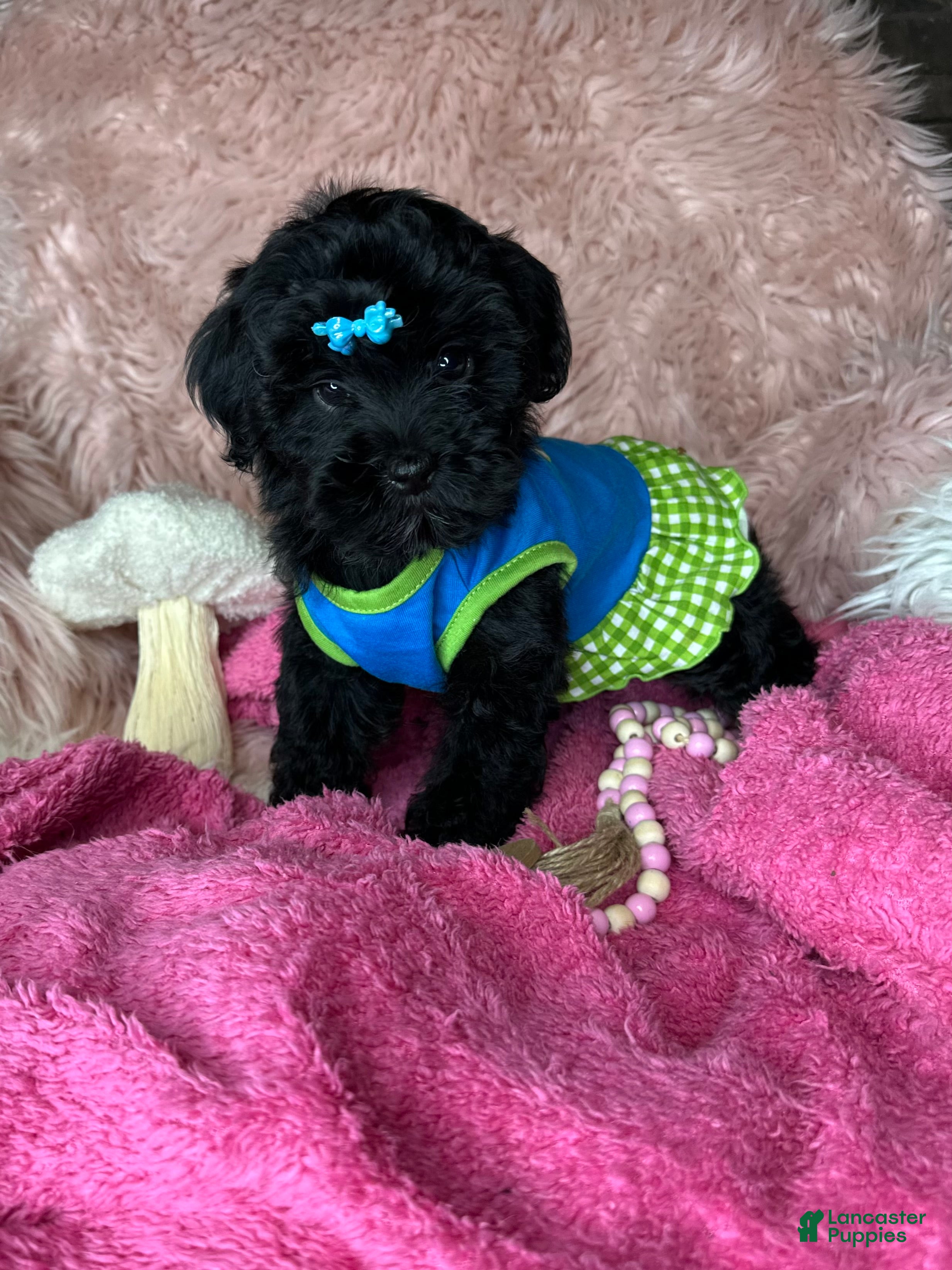 Yorkiepoo dogs Brittany  - Ad 2