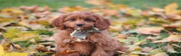 Cavapoo dogs for sale: Balie - Ad 5