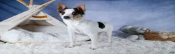 Toy Fox Terrier dogs for sale: Theo  - Ad 8