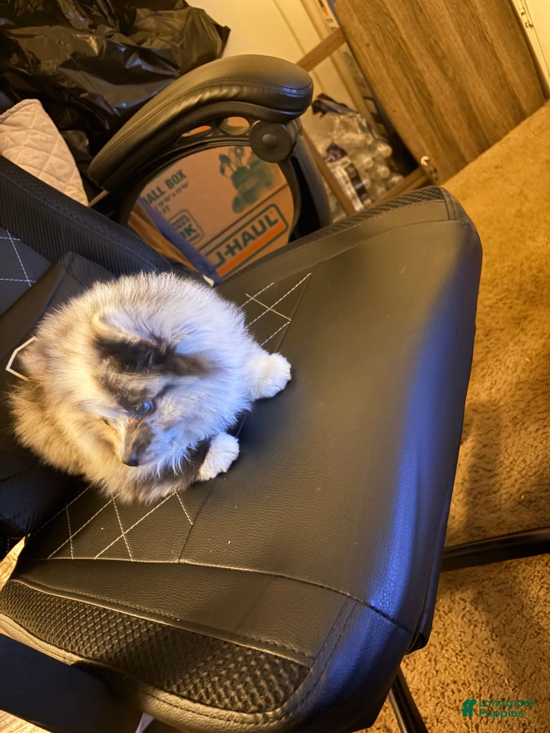 Pomeranian dogs for sale: Thumper (Merle) - Ad 4