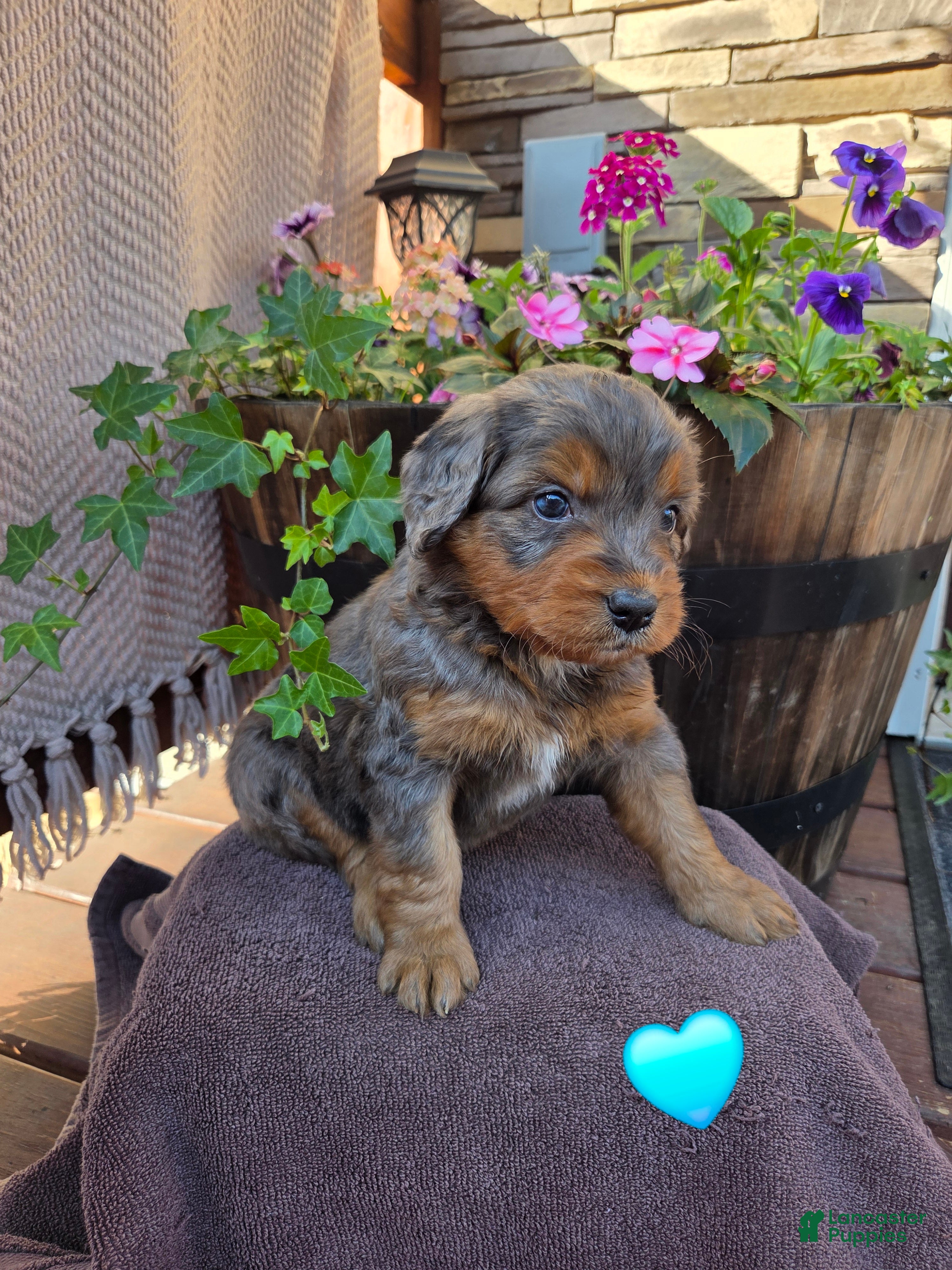 Aussiedoodle dogs for sale: Preston - Ad 2