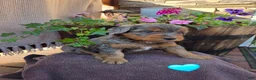 Aussiedoodle dogs for sale: Preston - Ad 1