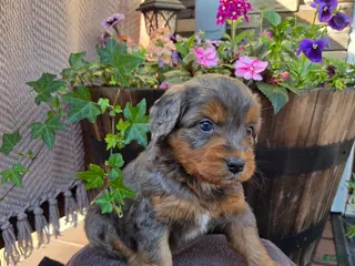 Aussiedoodle dogs for sale: Preston - Ad 2