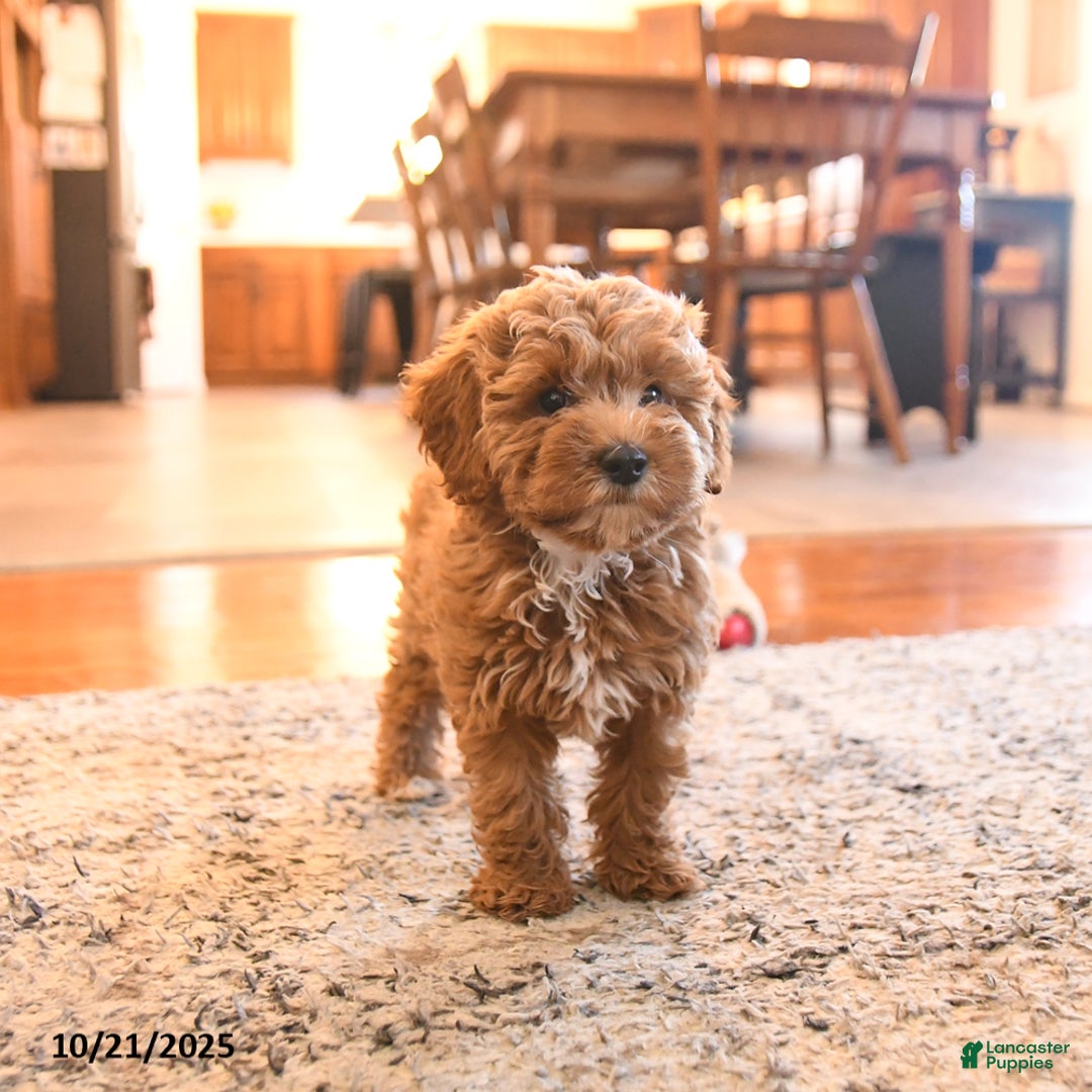 Cockapoo dogs for sale: Mia  - Ad 6