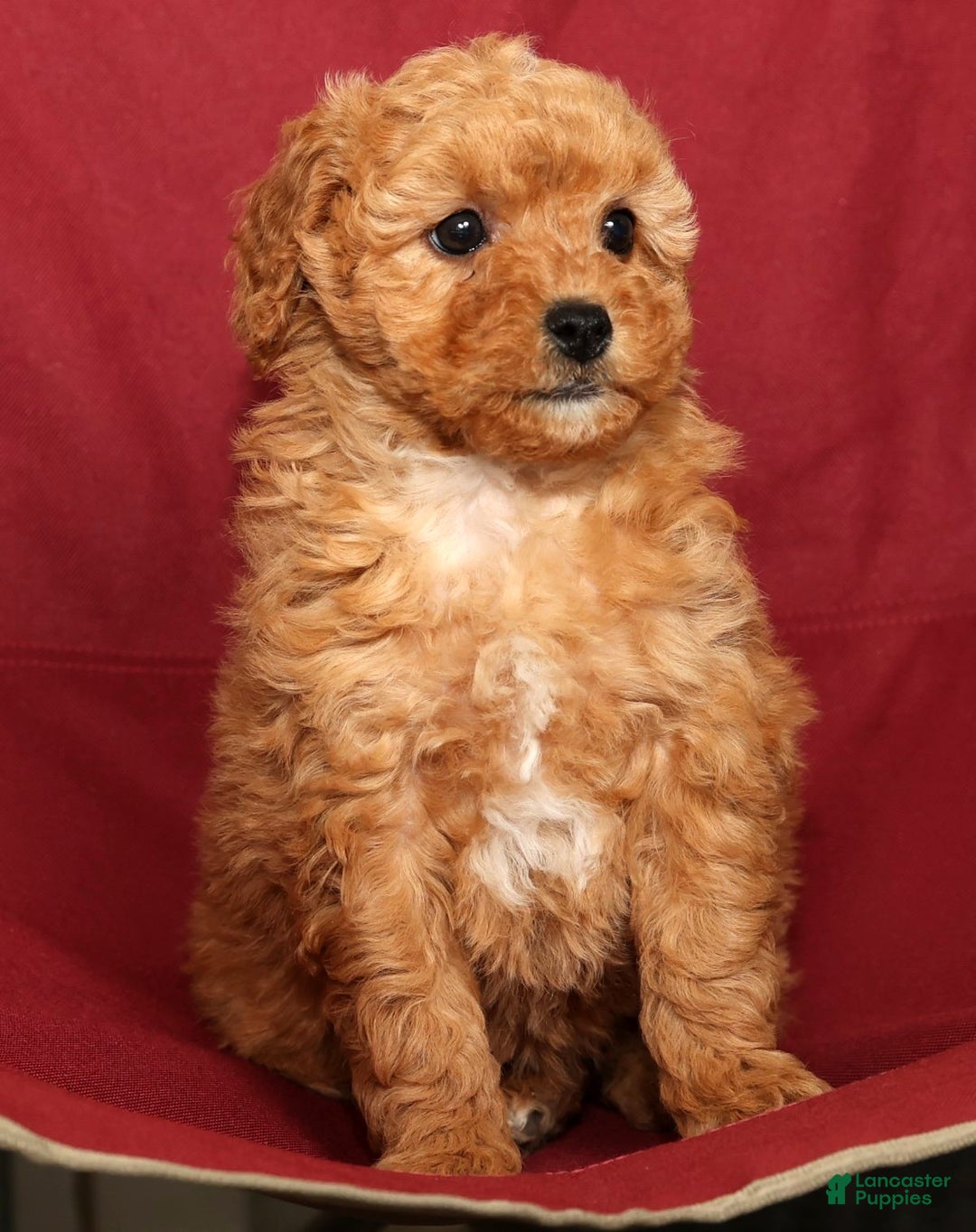 Miniature Poodle dogs for sale: Kris - Ad 9