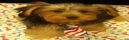 Yorkshire Terrier dogs for sale: Stuart - Ad 7