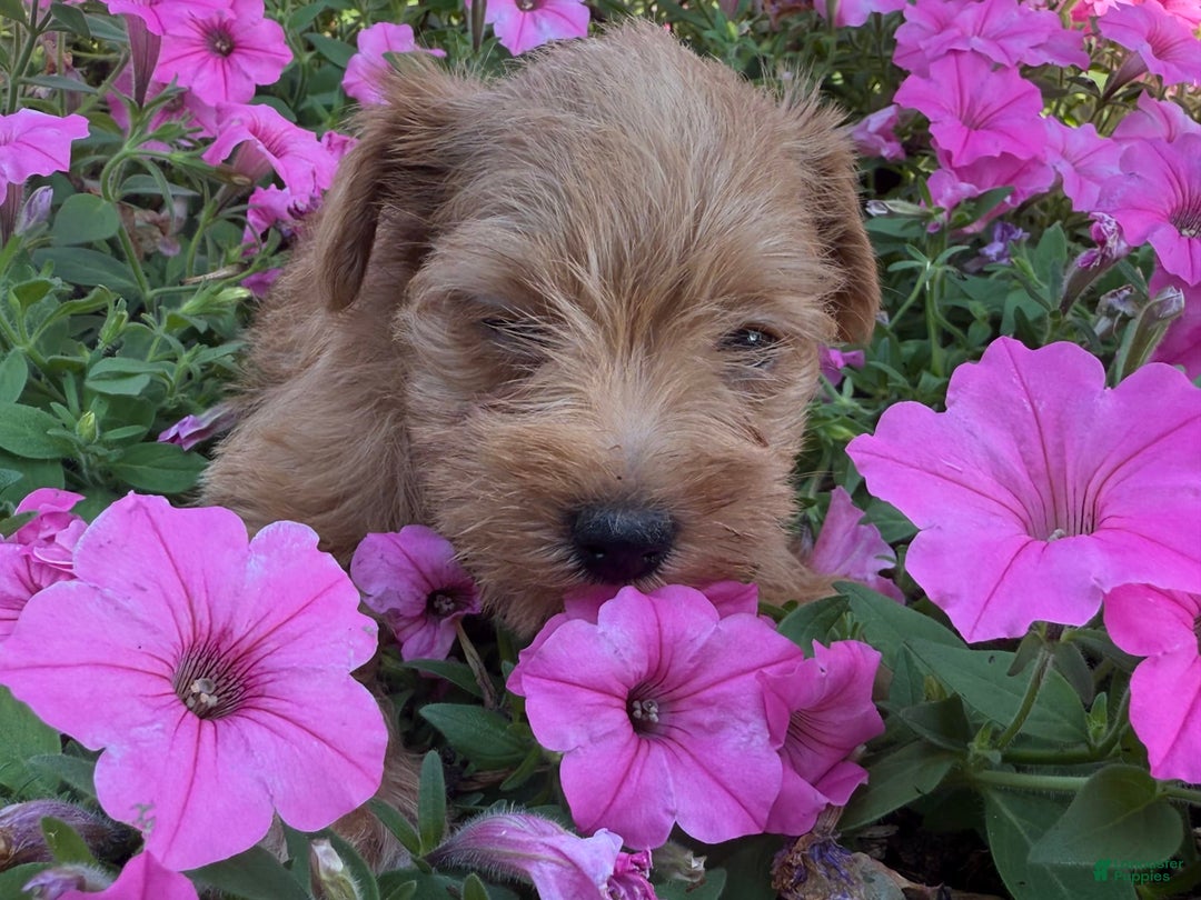 Schnoodle dogs for sale: Isaiah - Ad 46