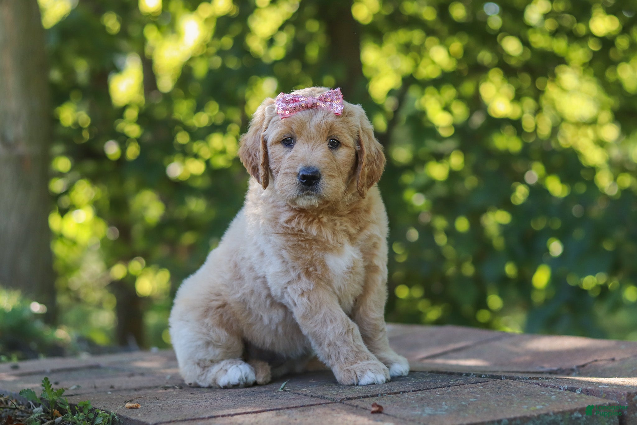 Mixed Breed dogs Jinger - Ad 2