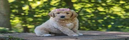 Mixed Breed dogs for sale: Jinger - Ad 2